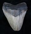 Megalodon Tooth - Sweet Serrations #3792-1